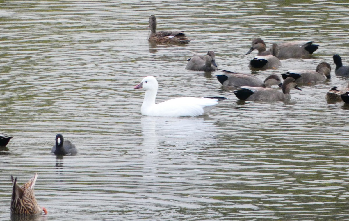 Ross's Goose - ML626007523