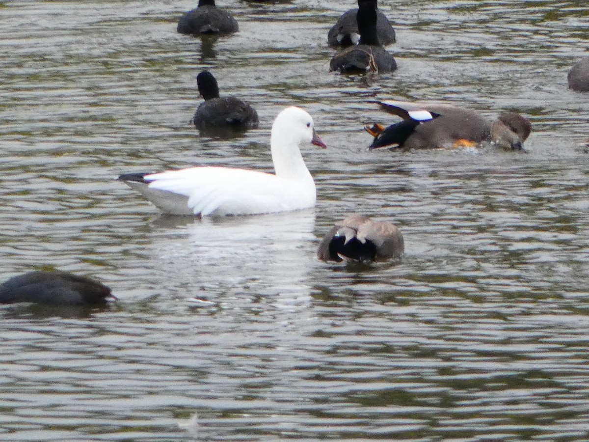 Ross's Goose - ML626007531