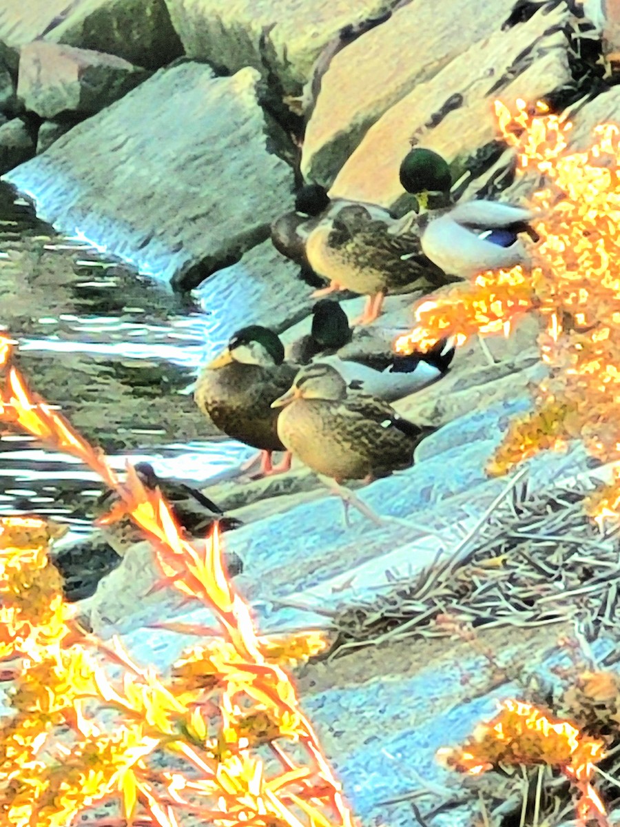 Mallard x American Black Duck (hybrid) - ML626007568