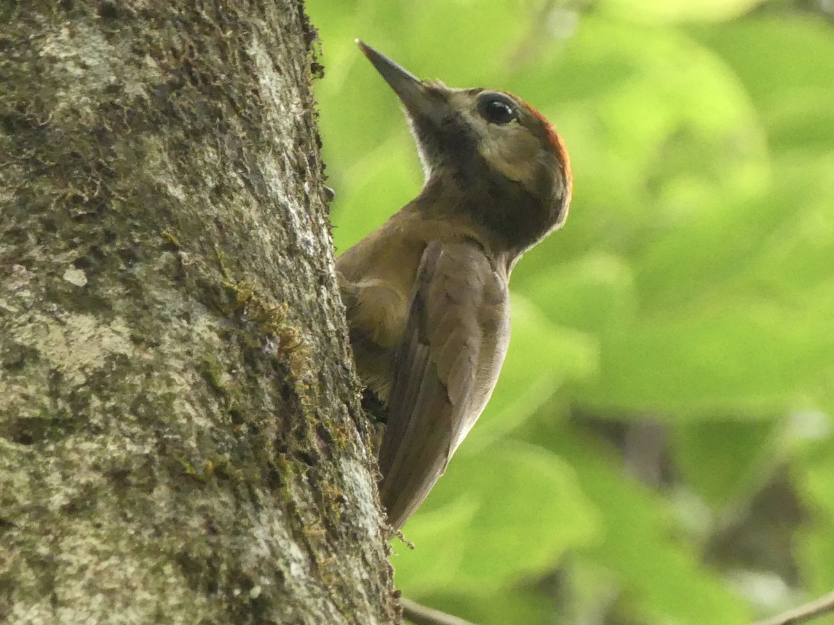 Smoky-brown Woodpecker - ML626007605