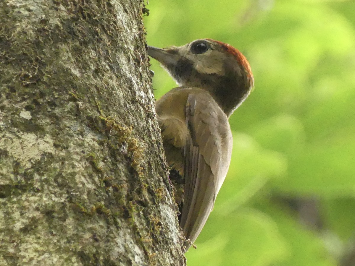 Smoky-brown Woodpecker - ML626007606