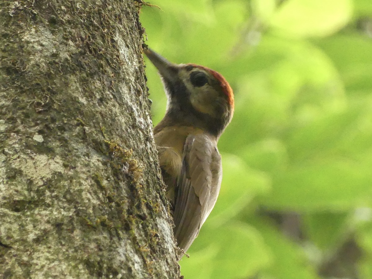 Smoky-brown Woodpecker - ML626007607
