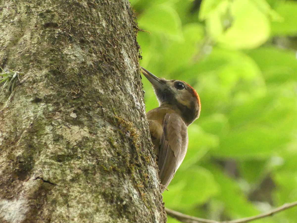 Smoky-brown Woodpecker - ML626007608