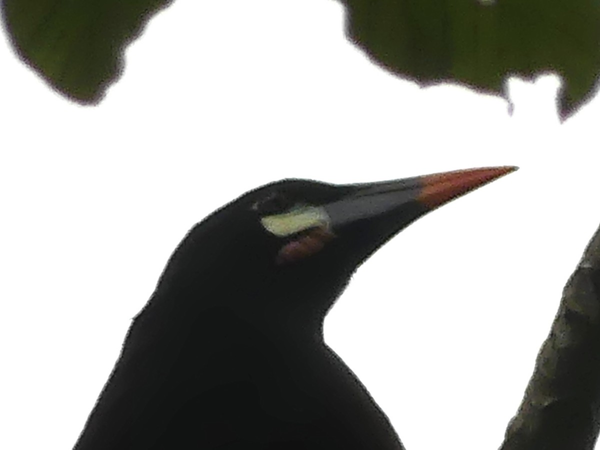 Montezuma Oropendola - ML626007631