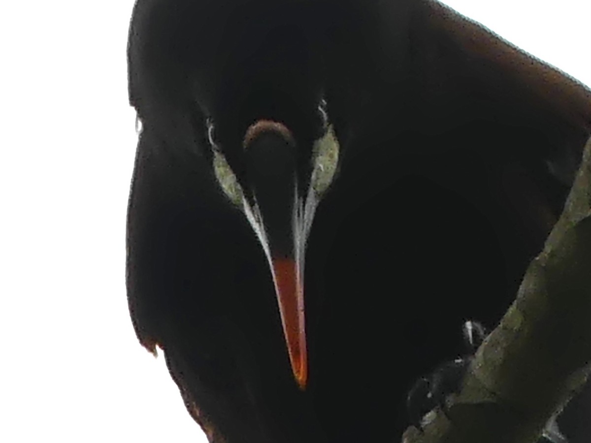 Montezuma Oropendola - ML626007632