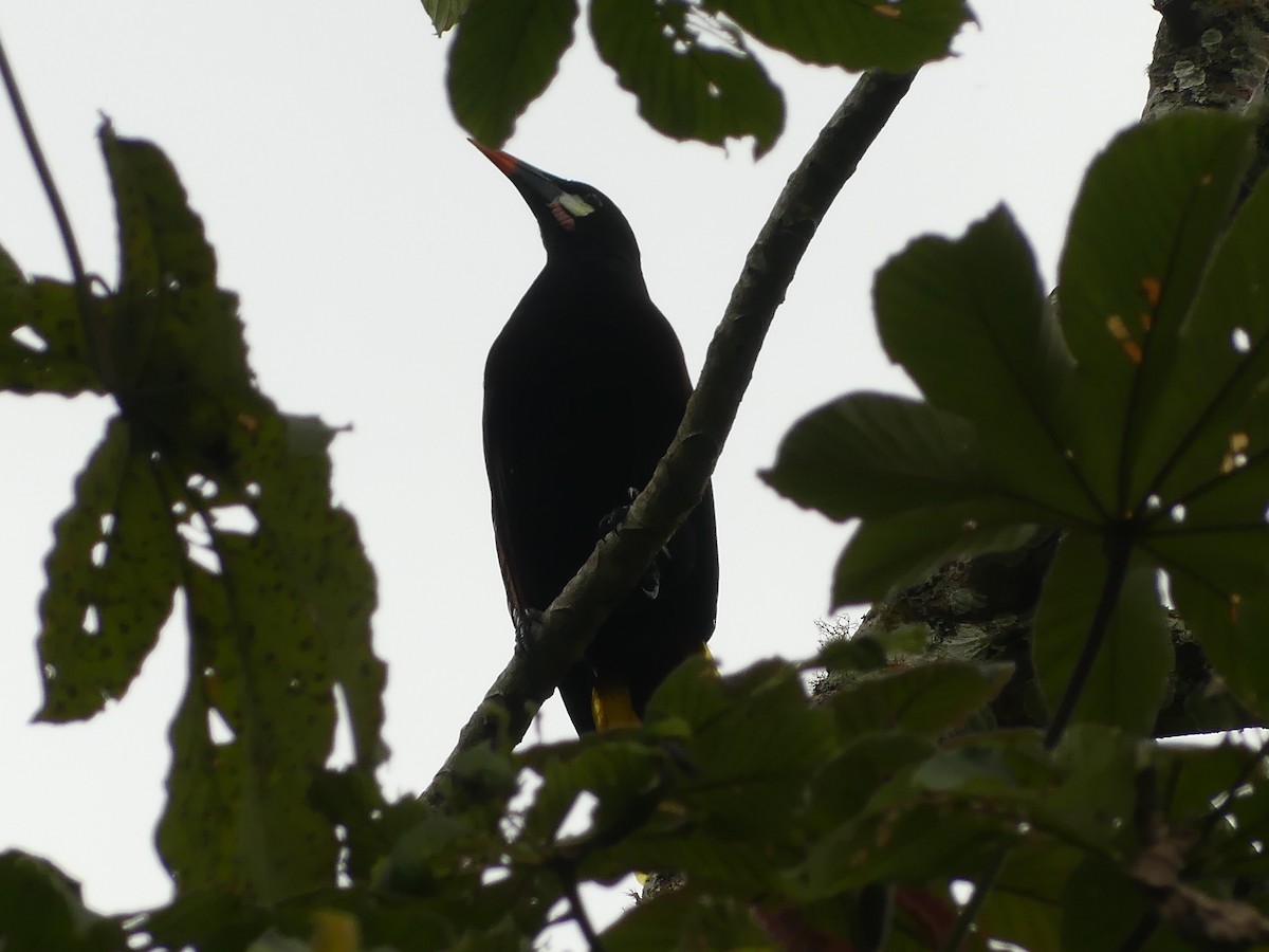 Montezuma Oropendola - ML626007633