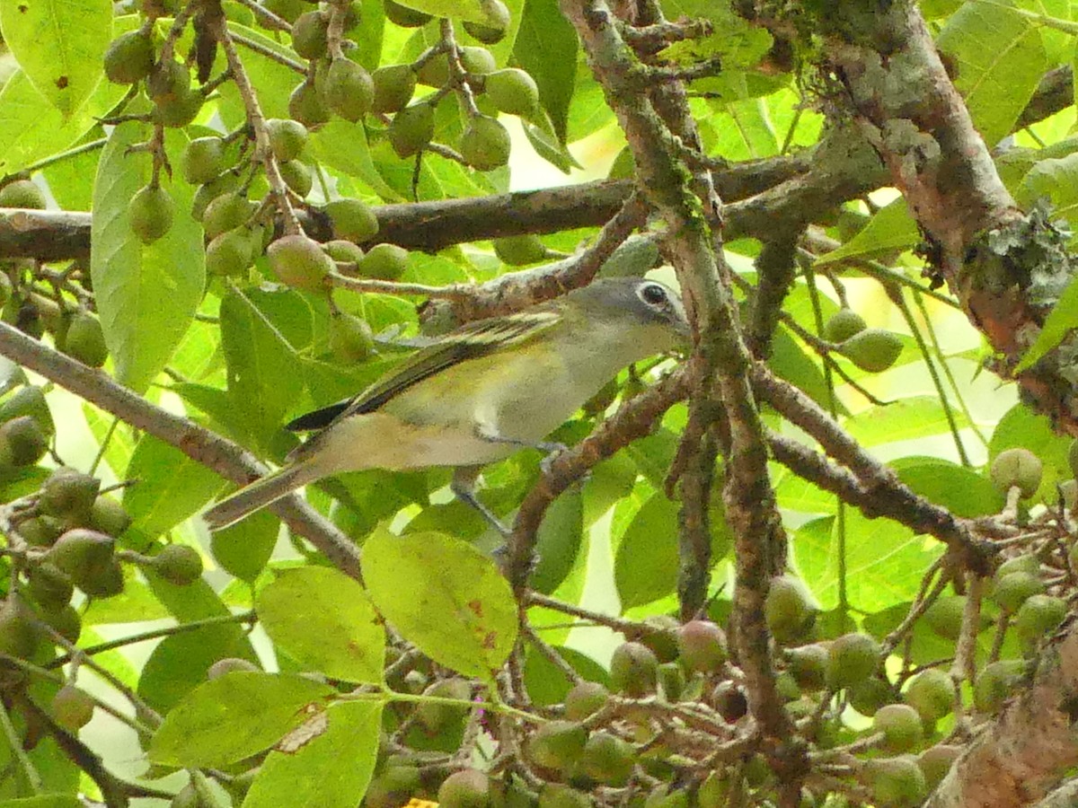 Blue-headed Vireo - ML626007723