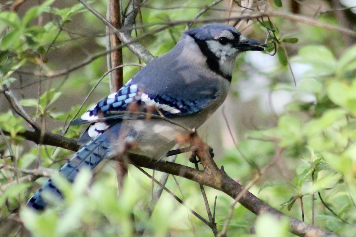 Blue Jay - ML626007730