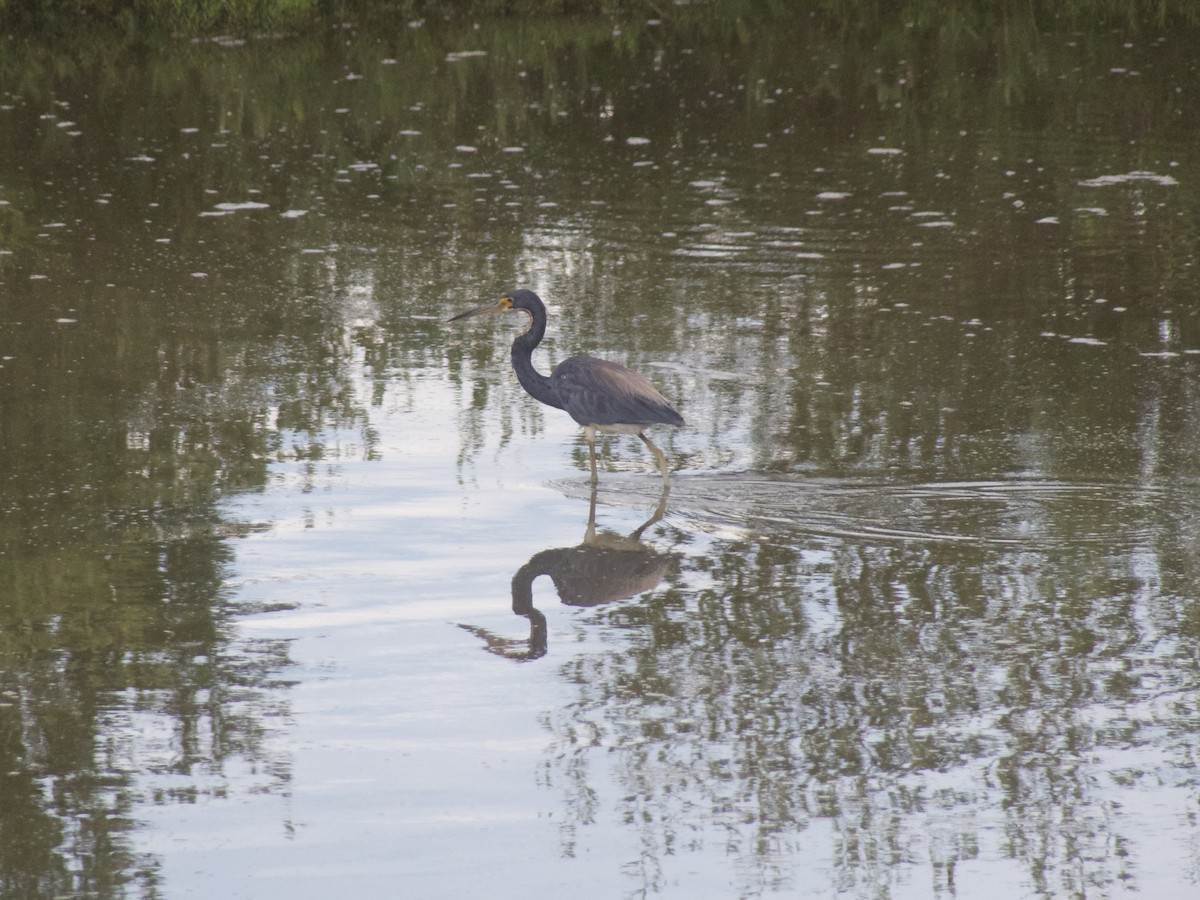 Tricolored Heron - ML626007773