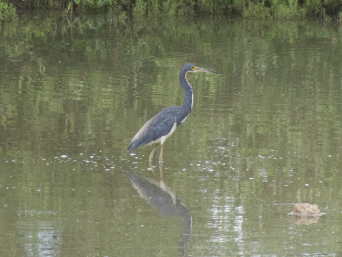 Tricolored Heron - ML626007774