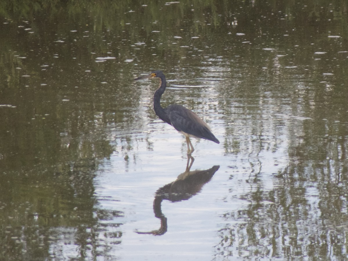 Tricolored Heron - ML626007775