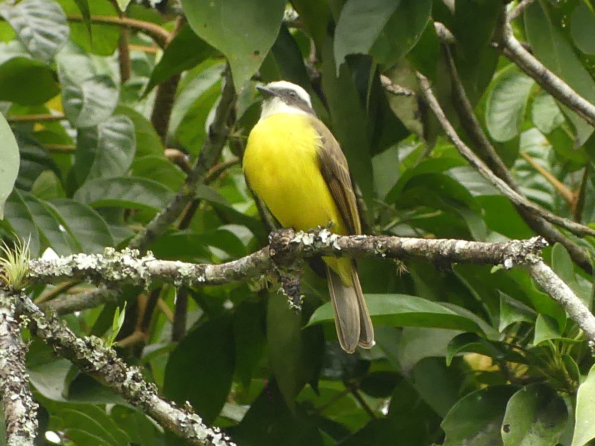 Social Flycatcher - ML626007776