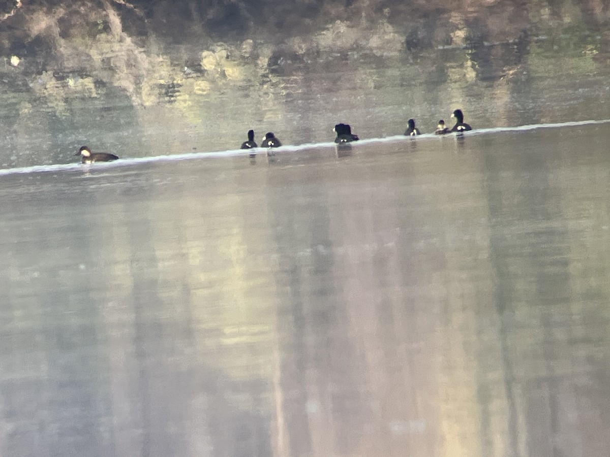 Black Scoter - ML626007828