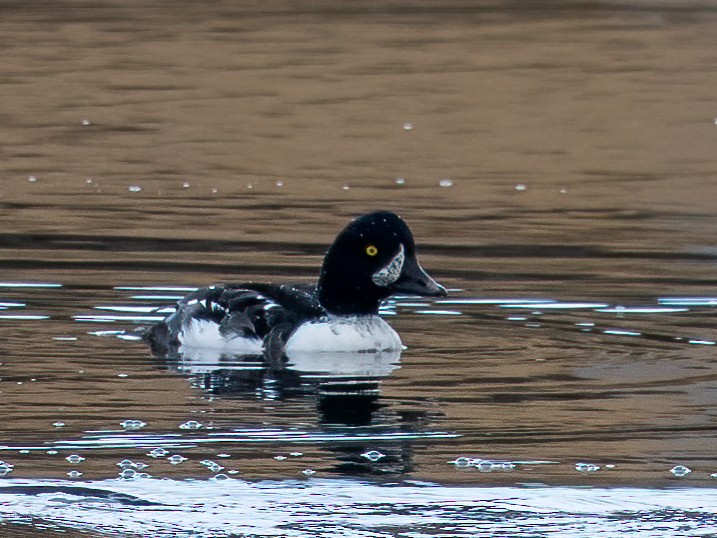 Barrow's Goldeneye - ML626007979