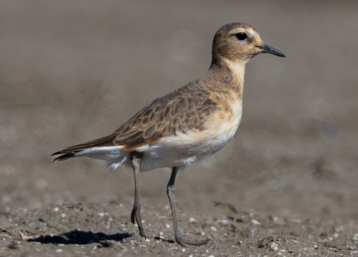 Mountain Plover - ML626007986