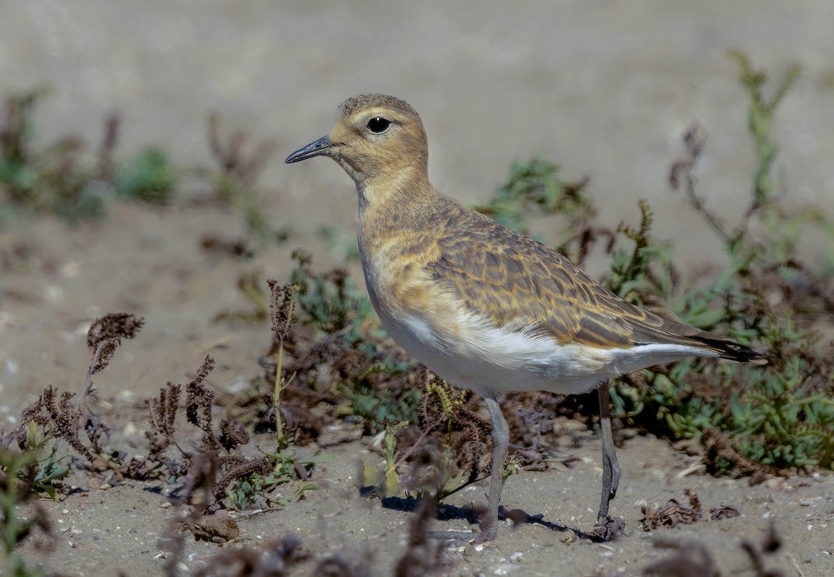 Mountain Plover - ML626007994