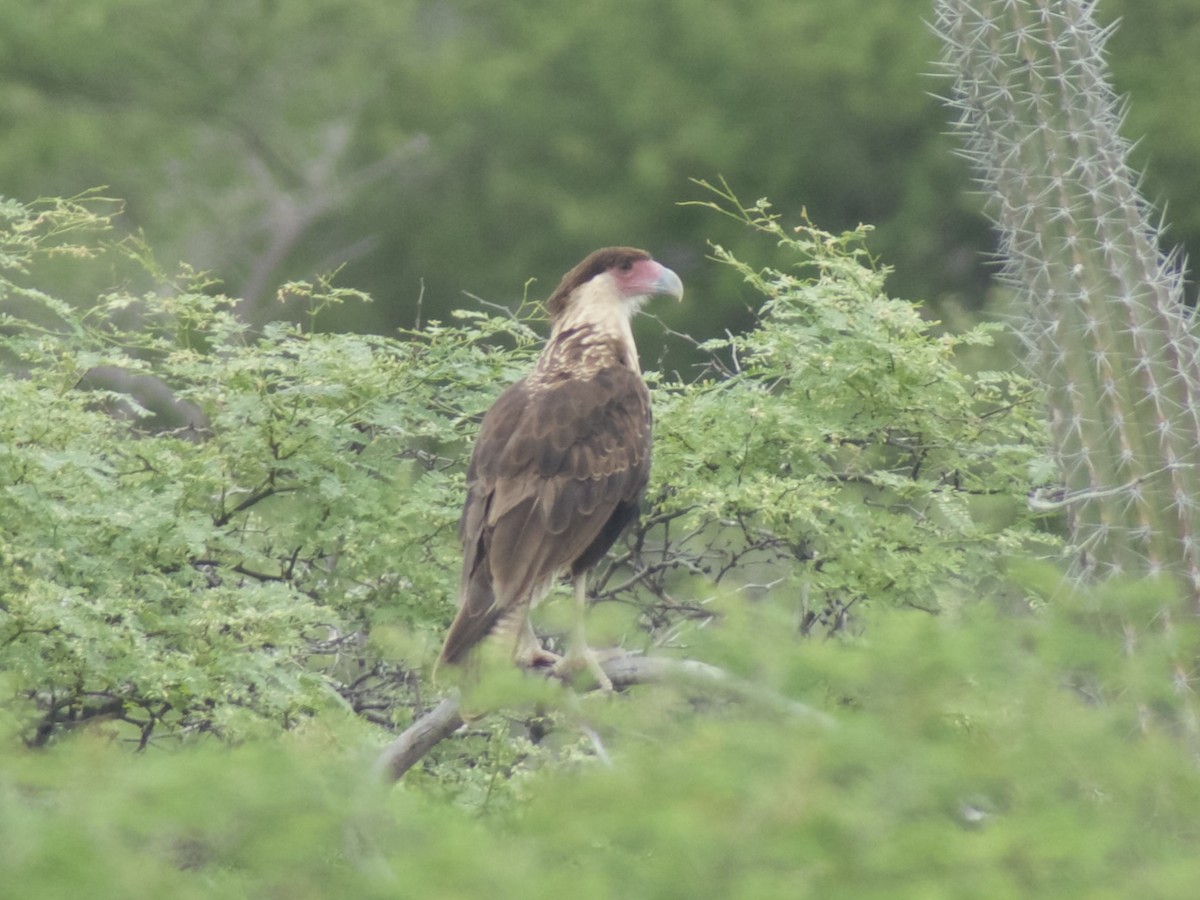 Crested Caracara - ML626008001