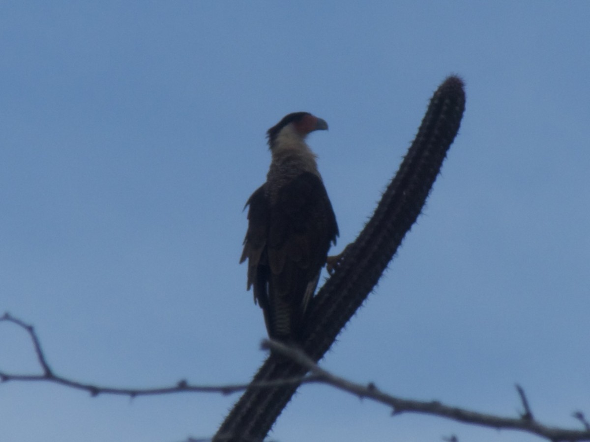 Crested Caracara - ML626008025