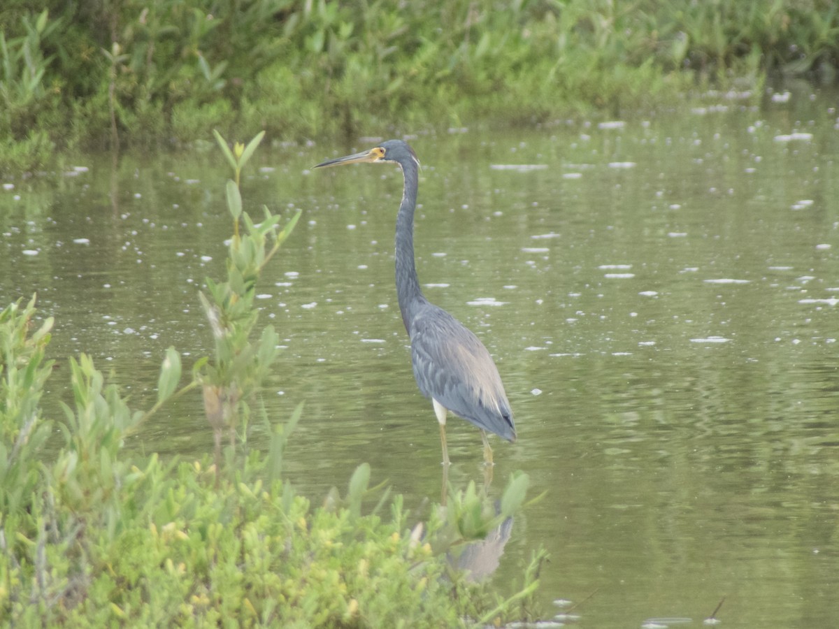 Tricolored Heron - ML626008054