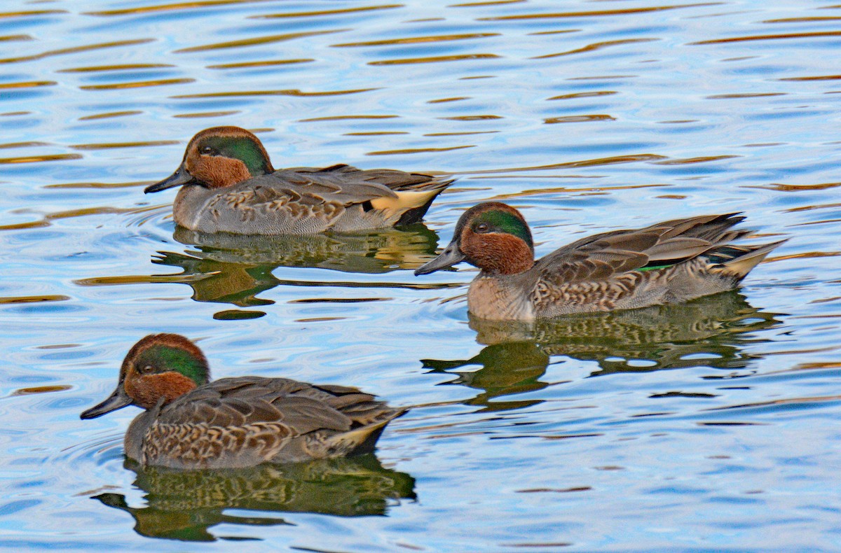 Green-winged Teal (American) - ML626008079