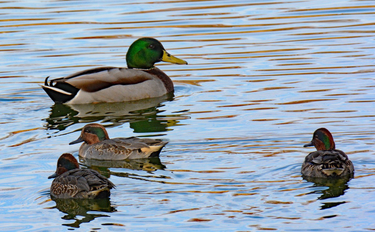 Green-winged Teal (American) - ML626008080