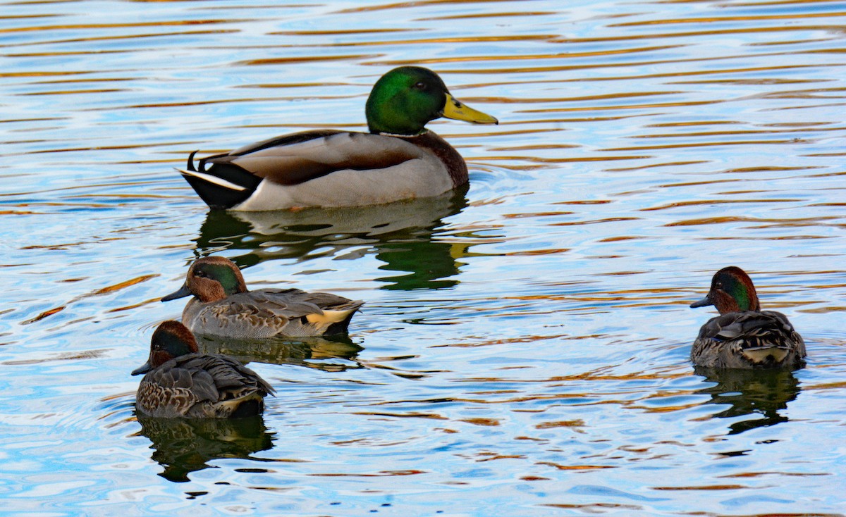 Green-winged Teal (American) - ML626008083