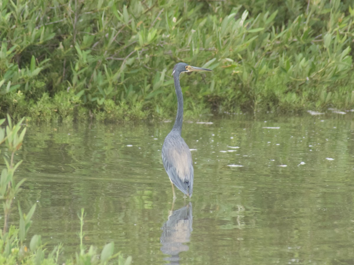 Tricolored Heron - ML626008085