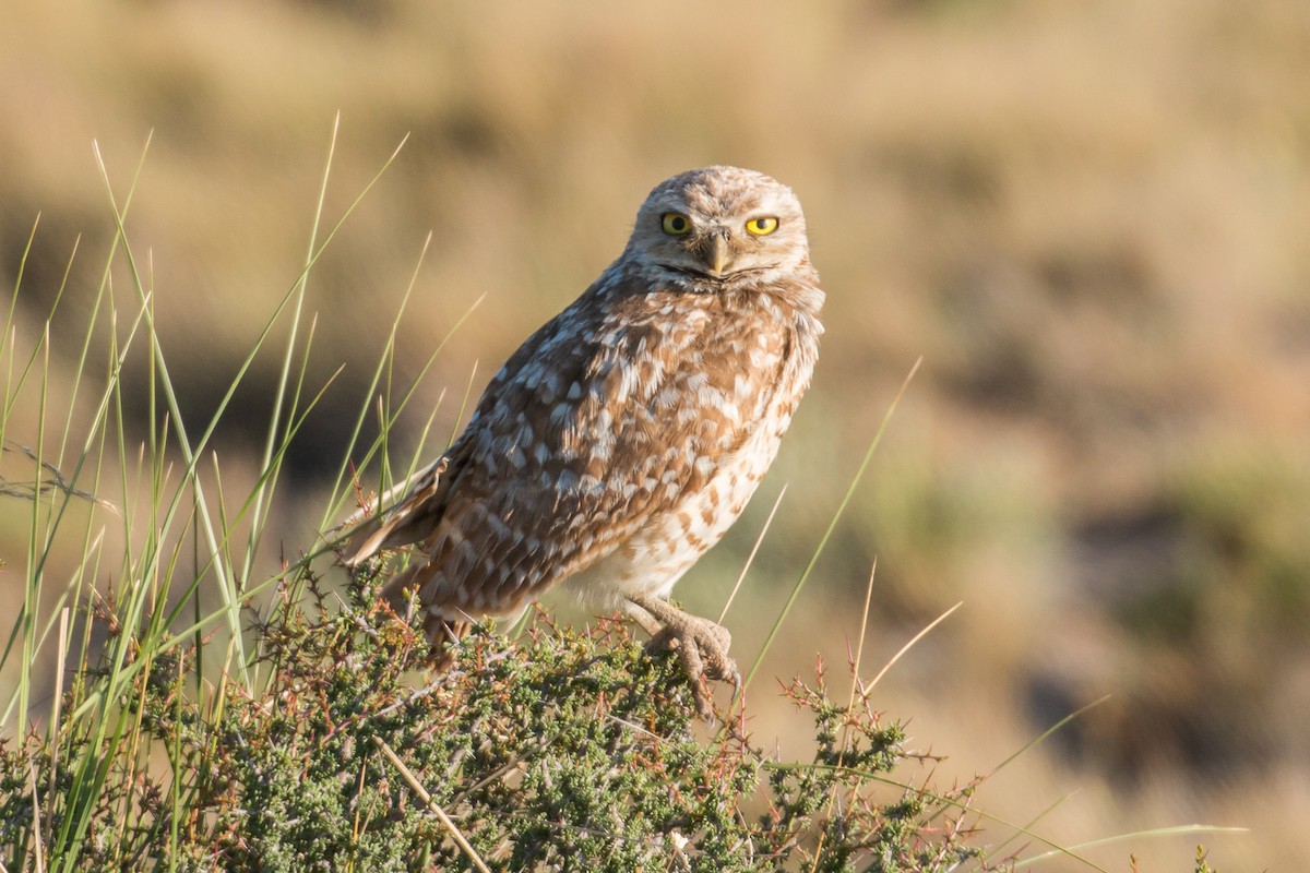 Burrowing Owl - ML62600811