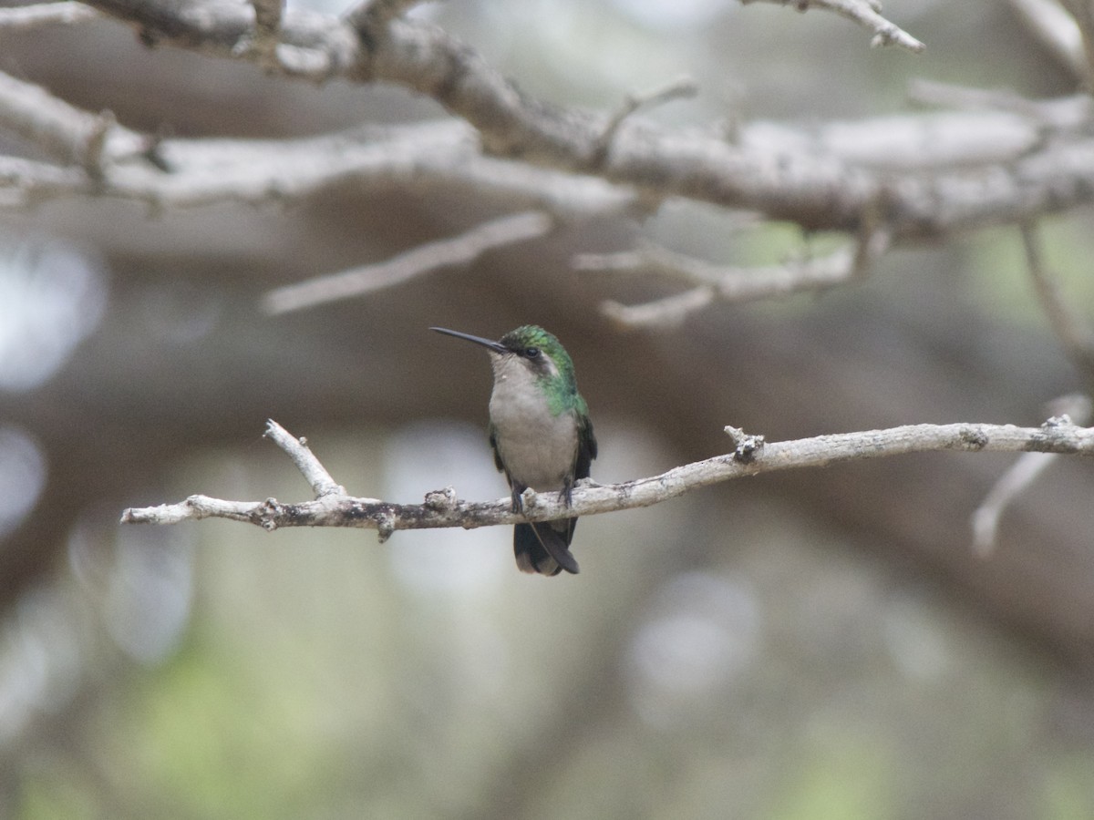 Blue-tailed Emerald - ML626008178