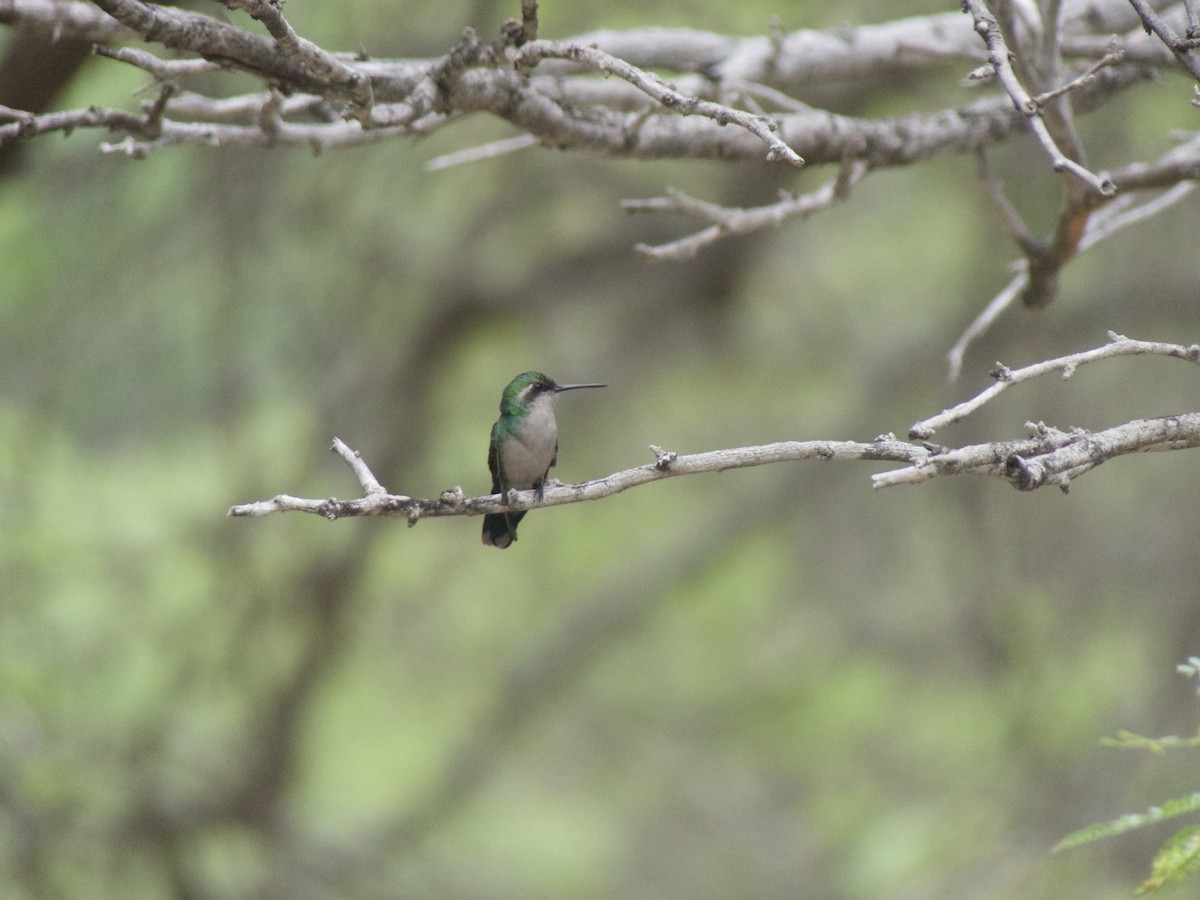 Blue-tailed Emerald - ML626008179