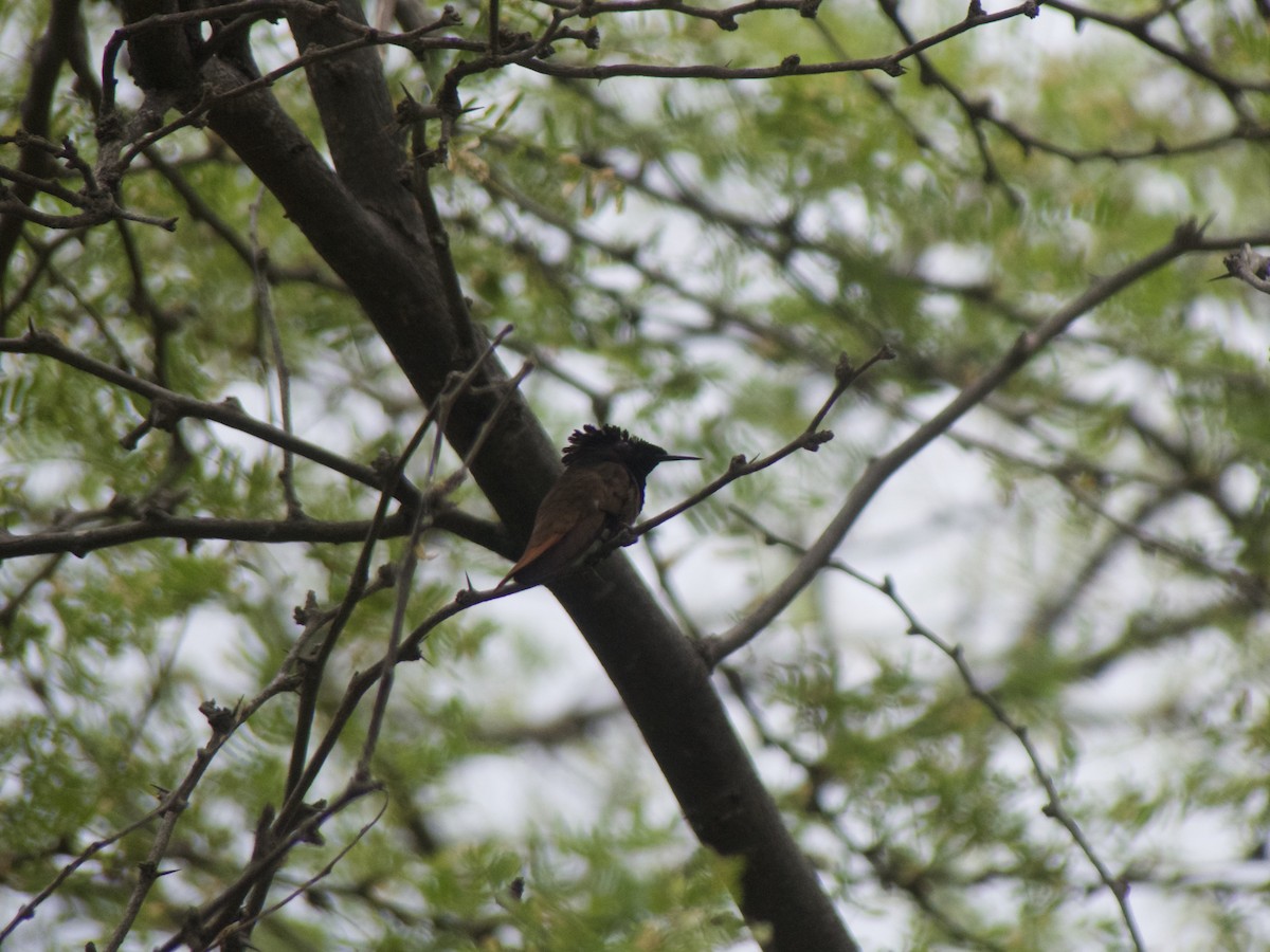 Ruby-topaz Hummingbird - ML626008251