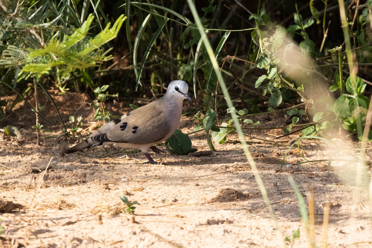 Black-billed Wood-Dove - ML626008253