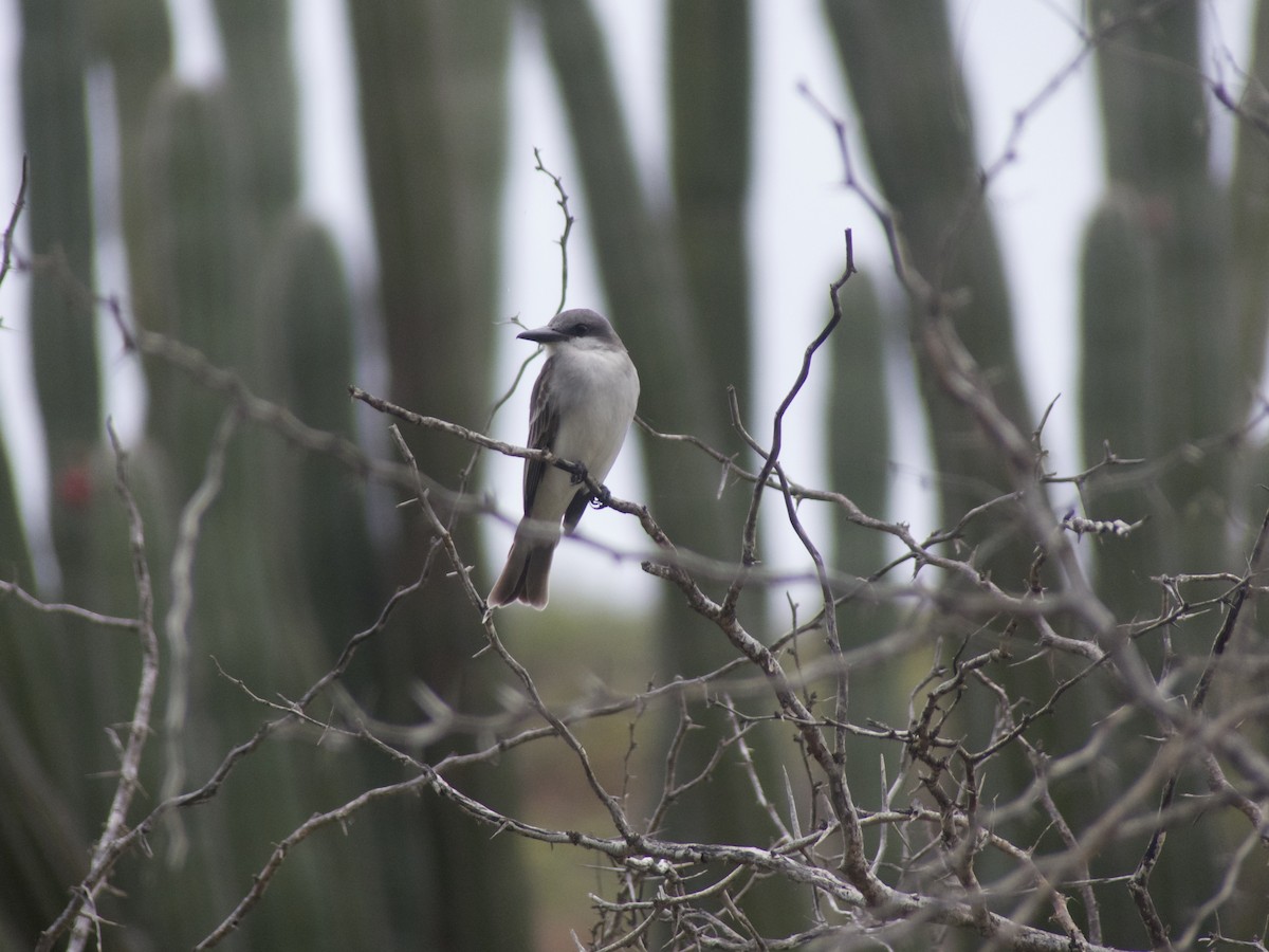 Gray Kingbird - ML626008301