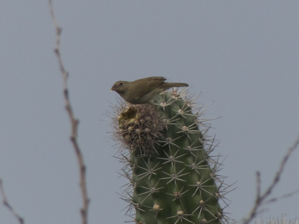 Black-faced Grassquit - ML626008377