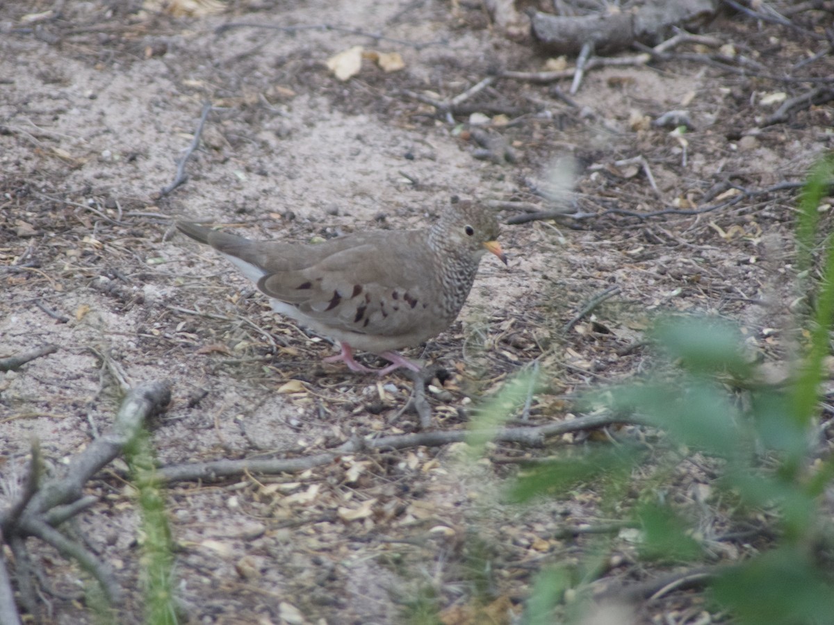 Common Ground Dove - ML626008386