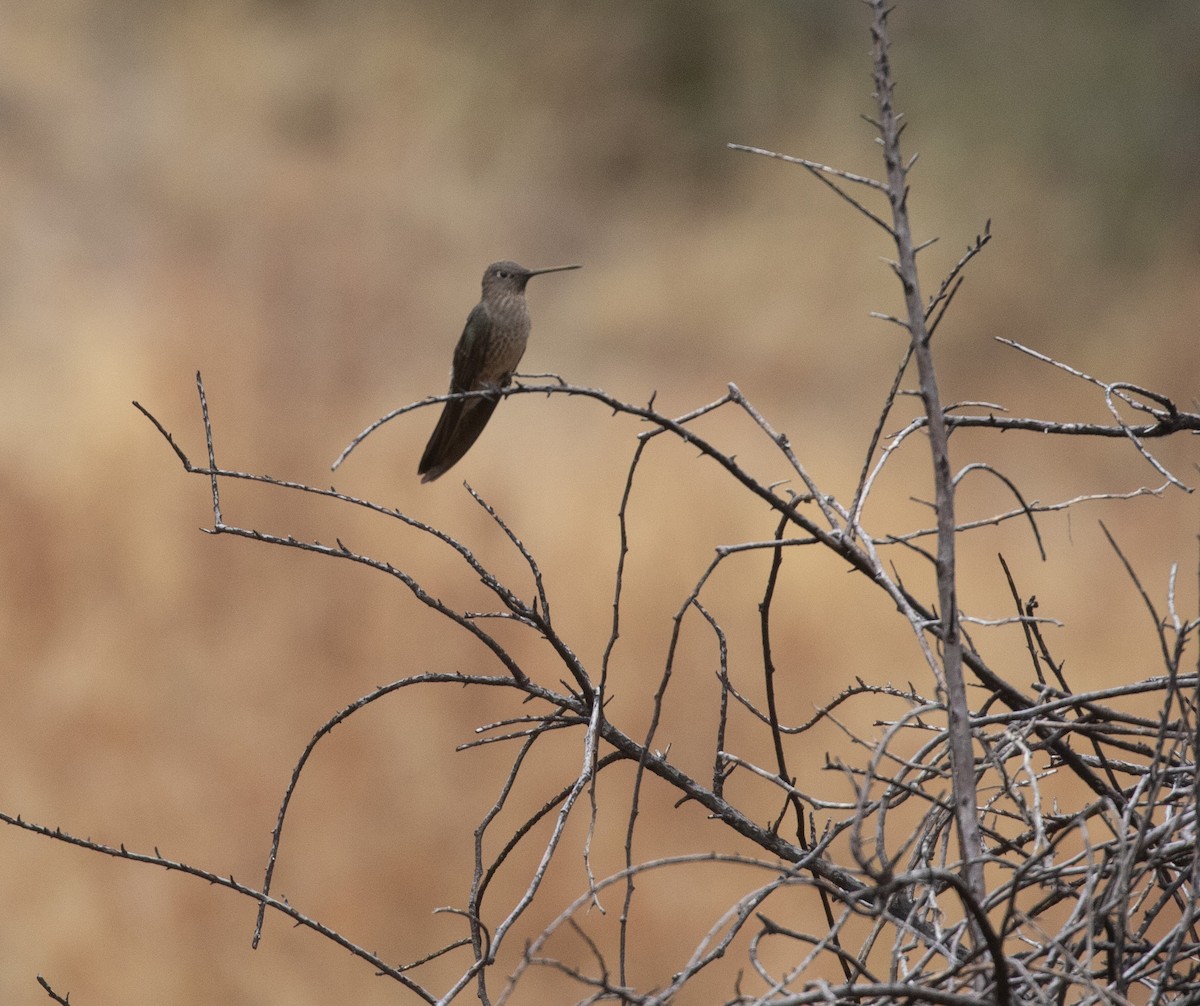 Giant Hummingbird - ML626008422