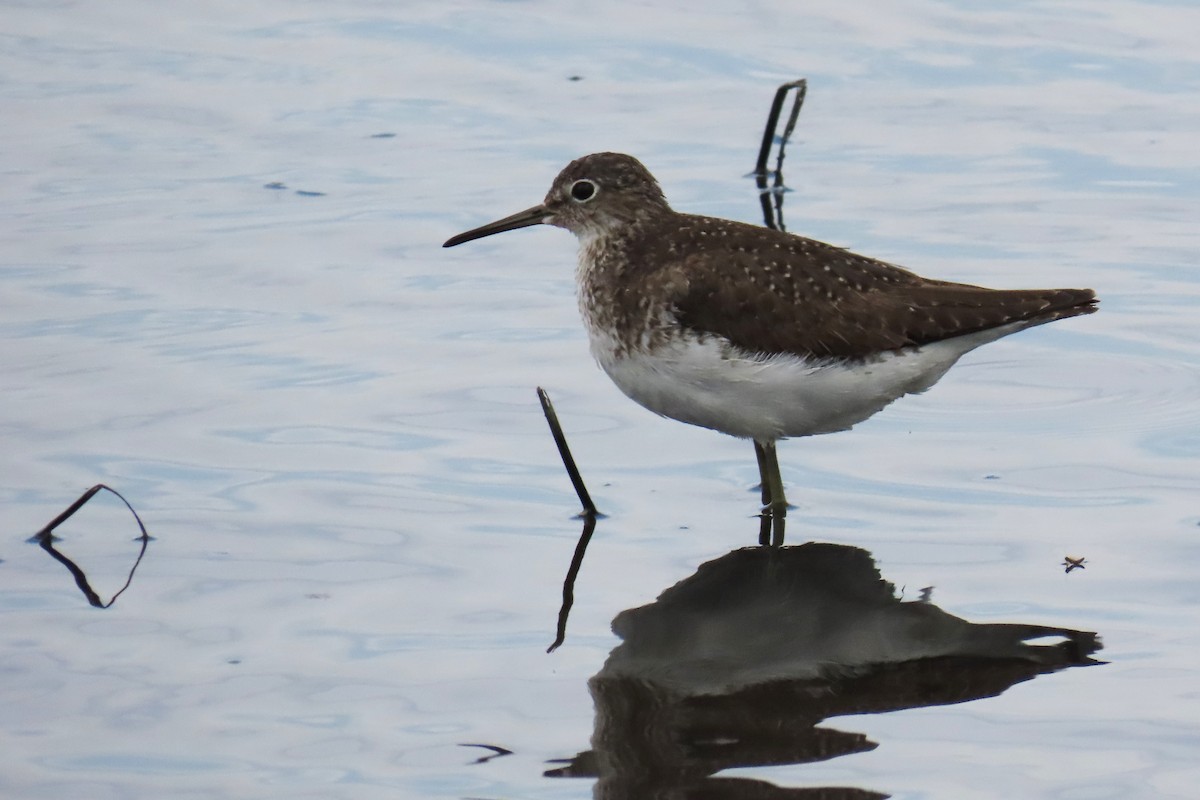 Solitary Sandpiper - ML626008461