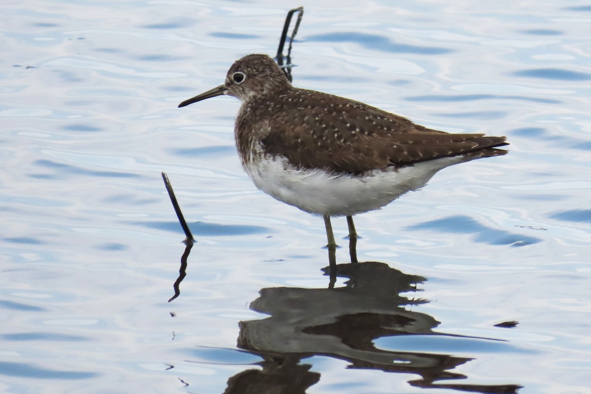 Solitary Sandpiper - ML626008494