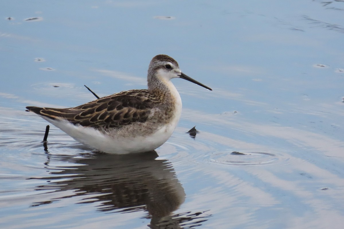 Wilson's Phalarope - ML626008505