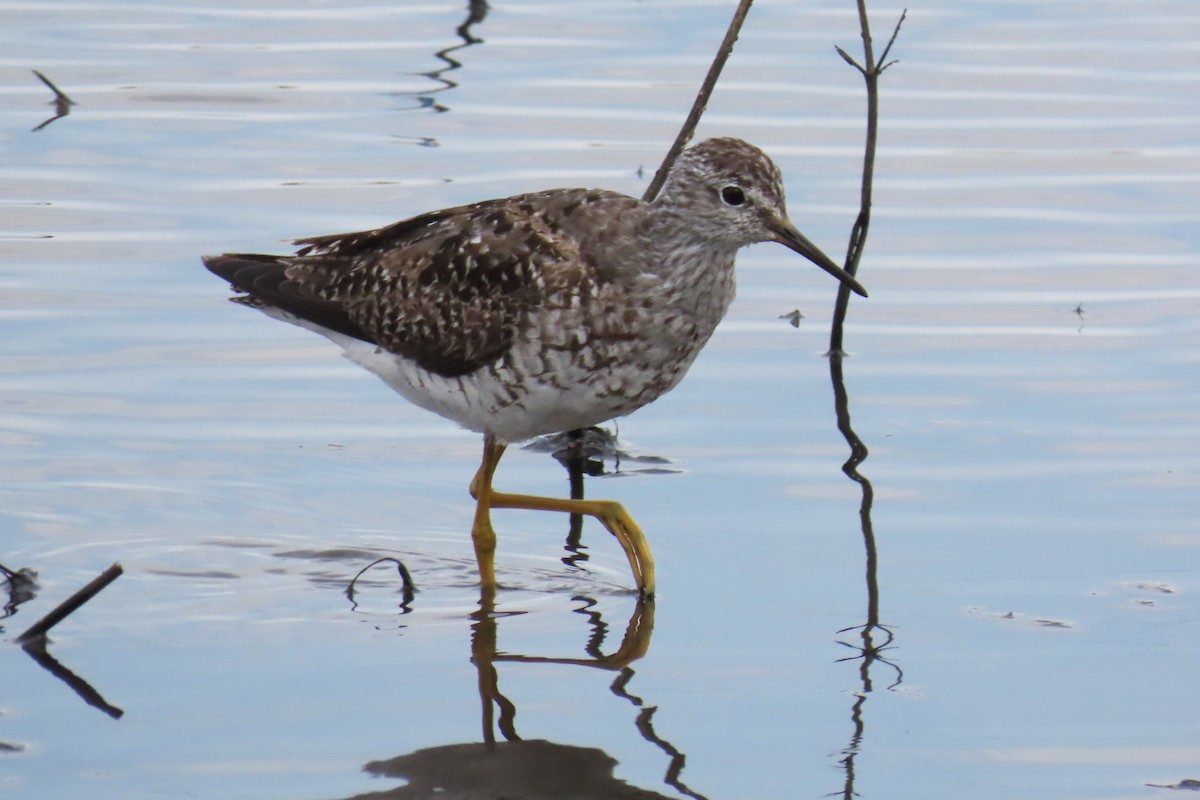 Lesser Yellowlegs - ML626008548