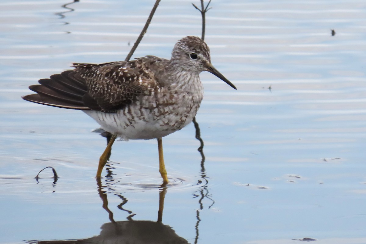 Lesser Yellowlegs - ML626008570