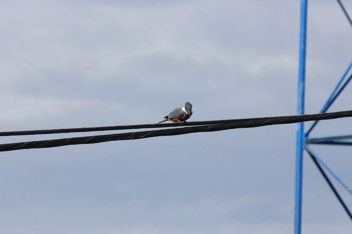 Ringed Kingfisher - ML626008574