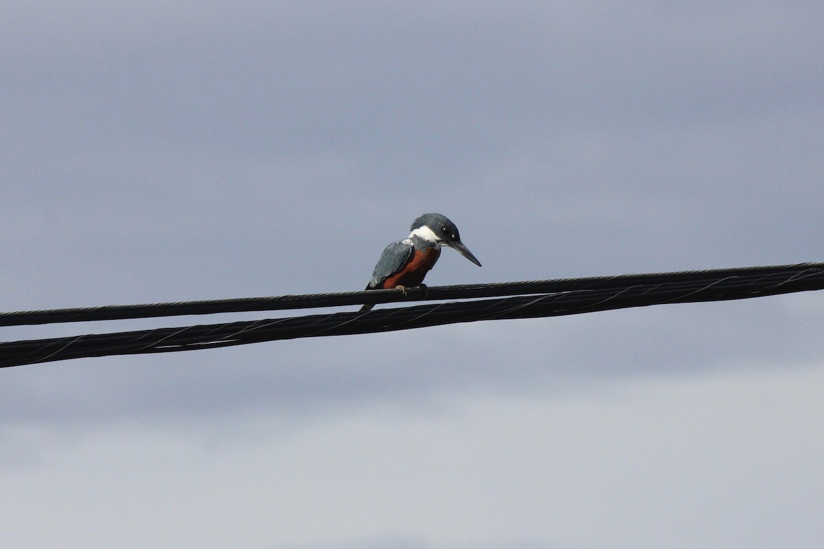 Ringed Kingfisher - ML626008575