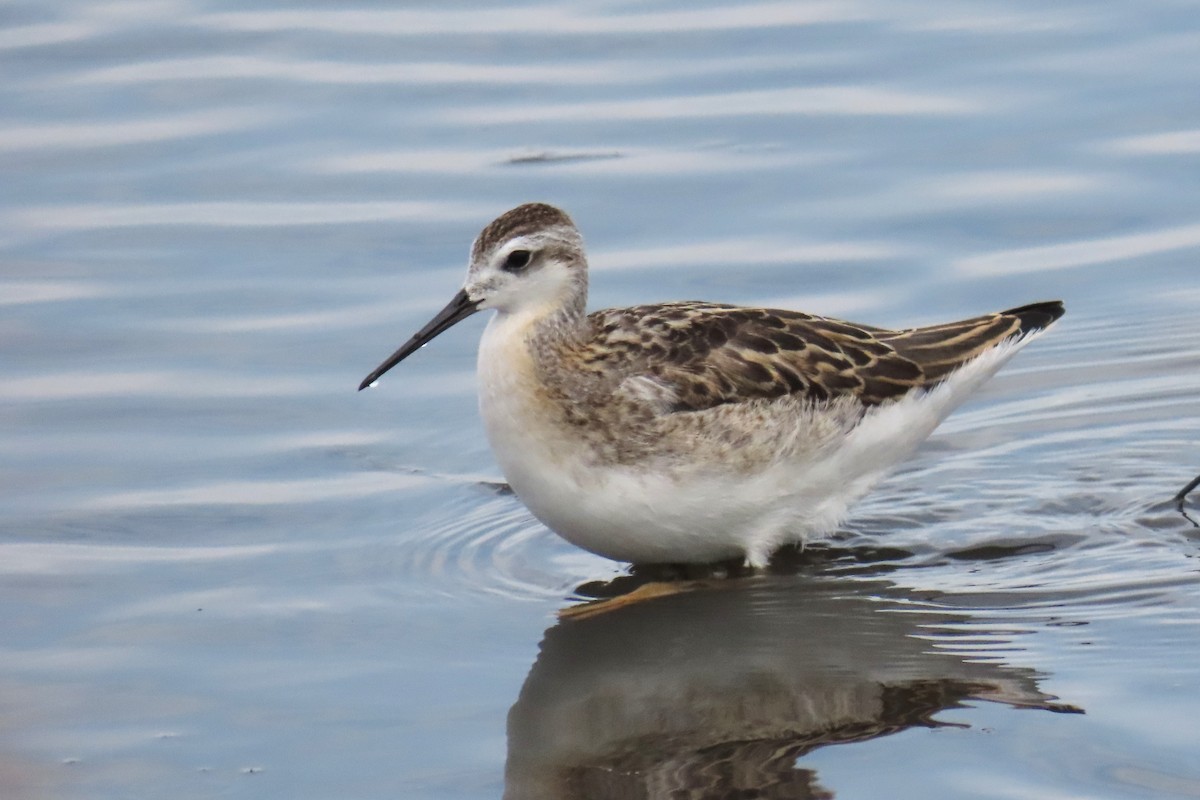 Wilson's Phalarope - ML626008600