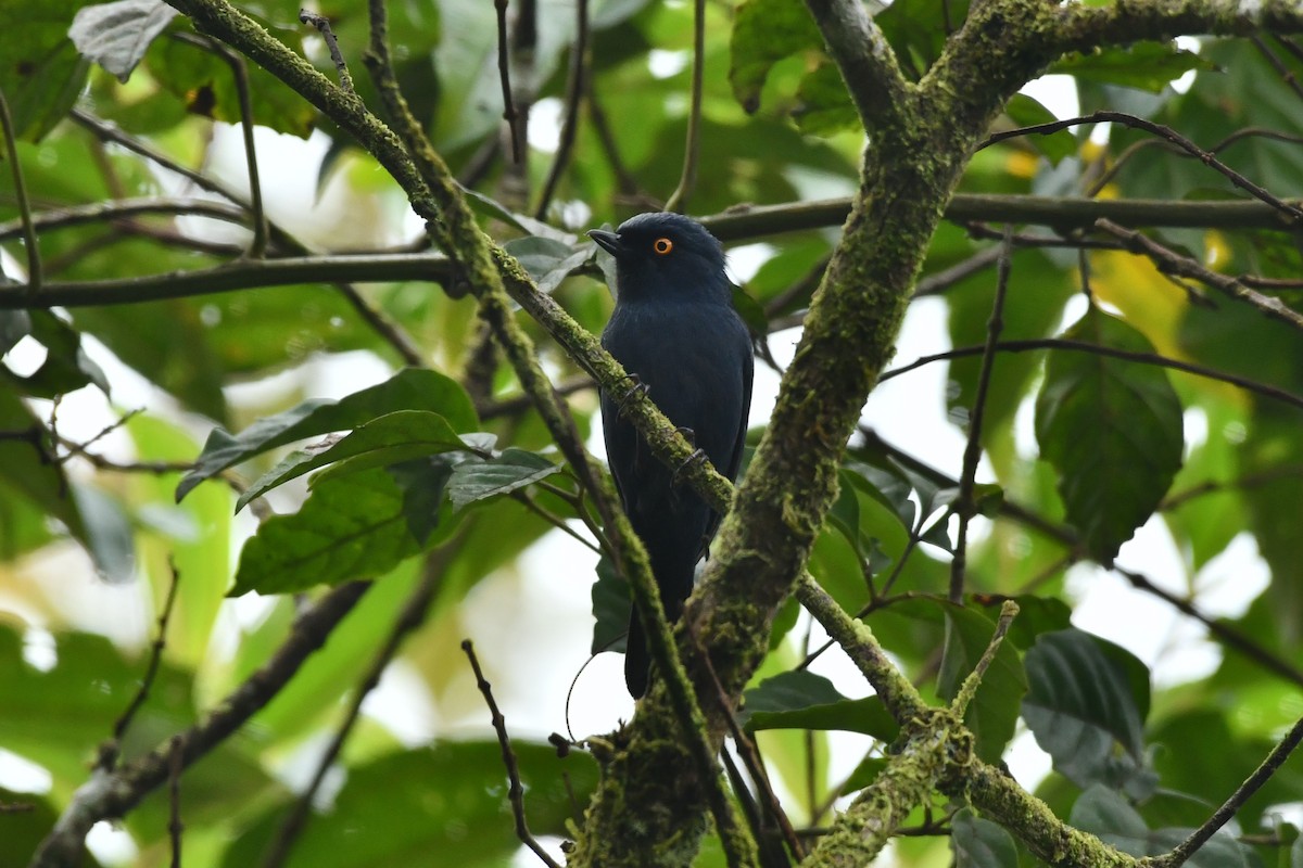 Deep-blue Flowerpiercer - ML626008611