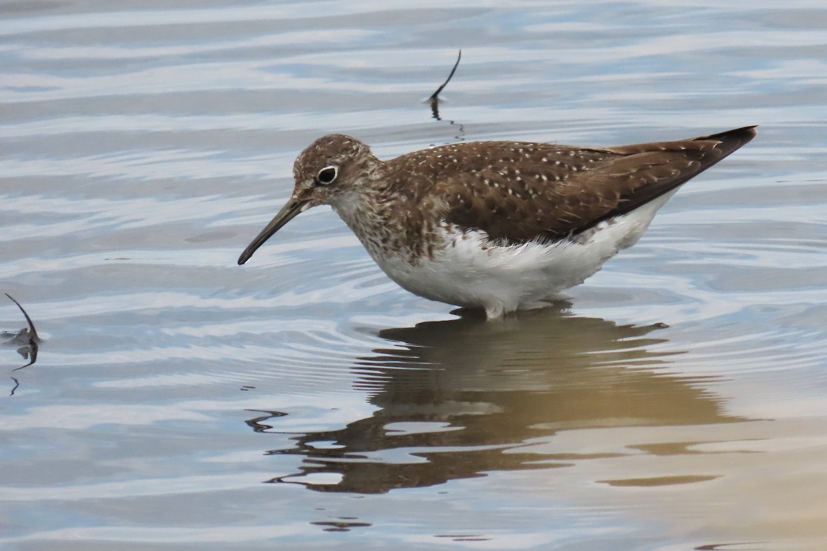 Solitary Sandpiper - ML626008654
