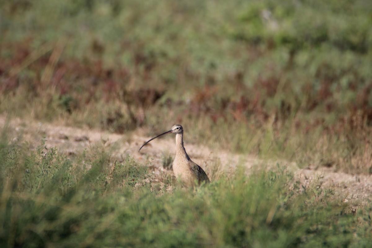 Long-billed Curlew - ML626008657