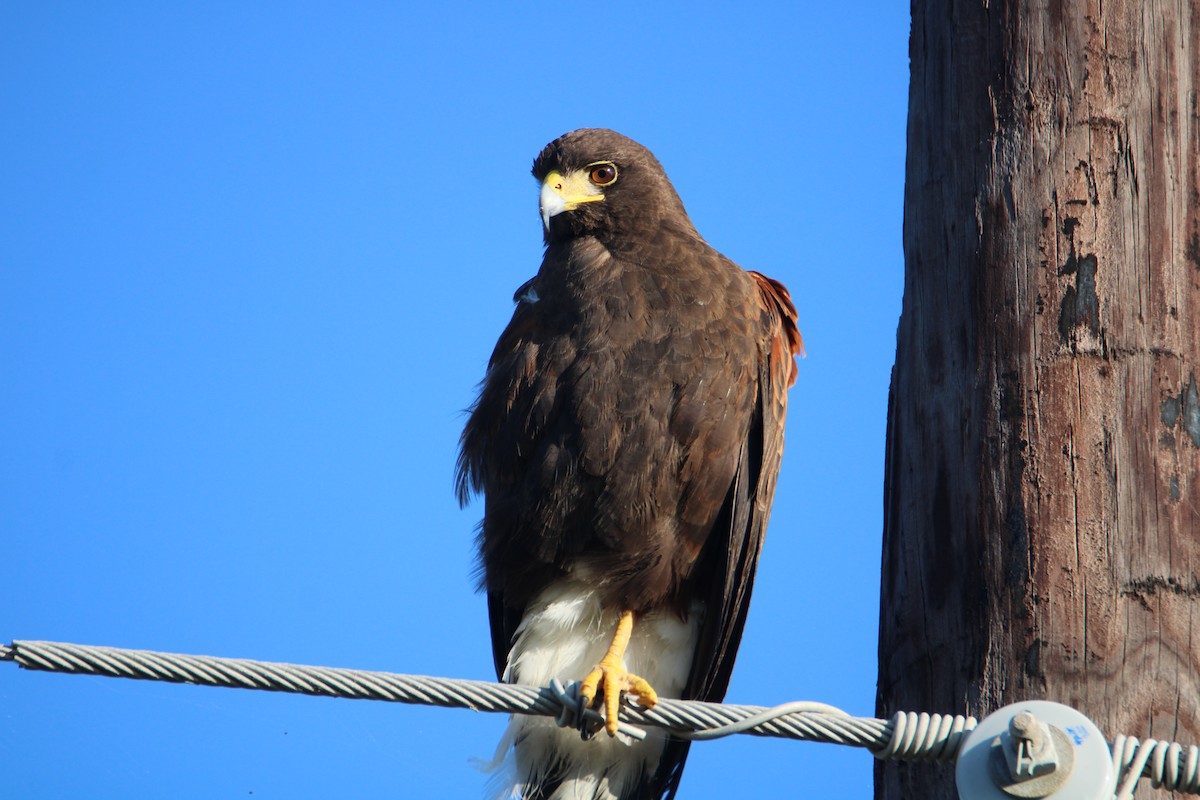 Harris's Hawk - ML626008661