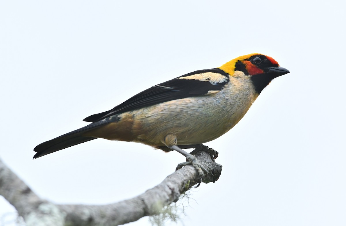 Flame-faced Tanager - ML626008674