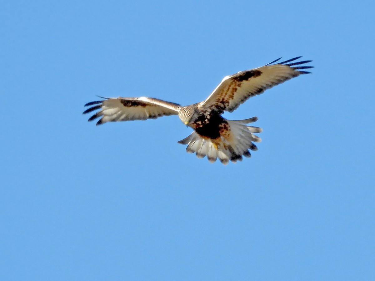 Rough-legged Hawk - ML626008809